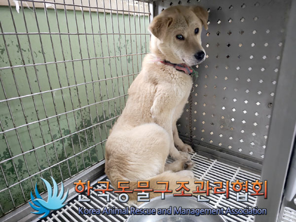 한국동물구조관리협회_411309202300208